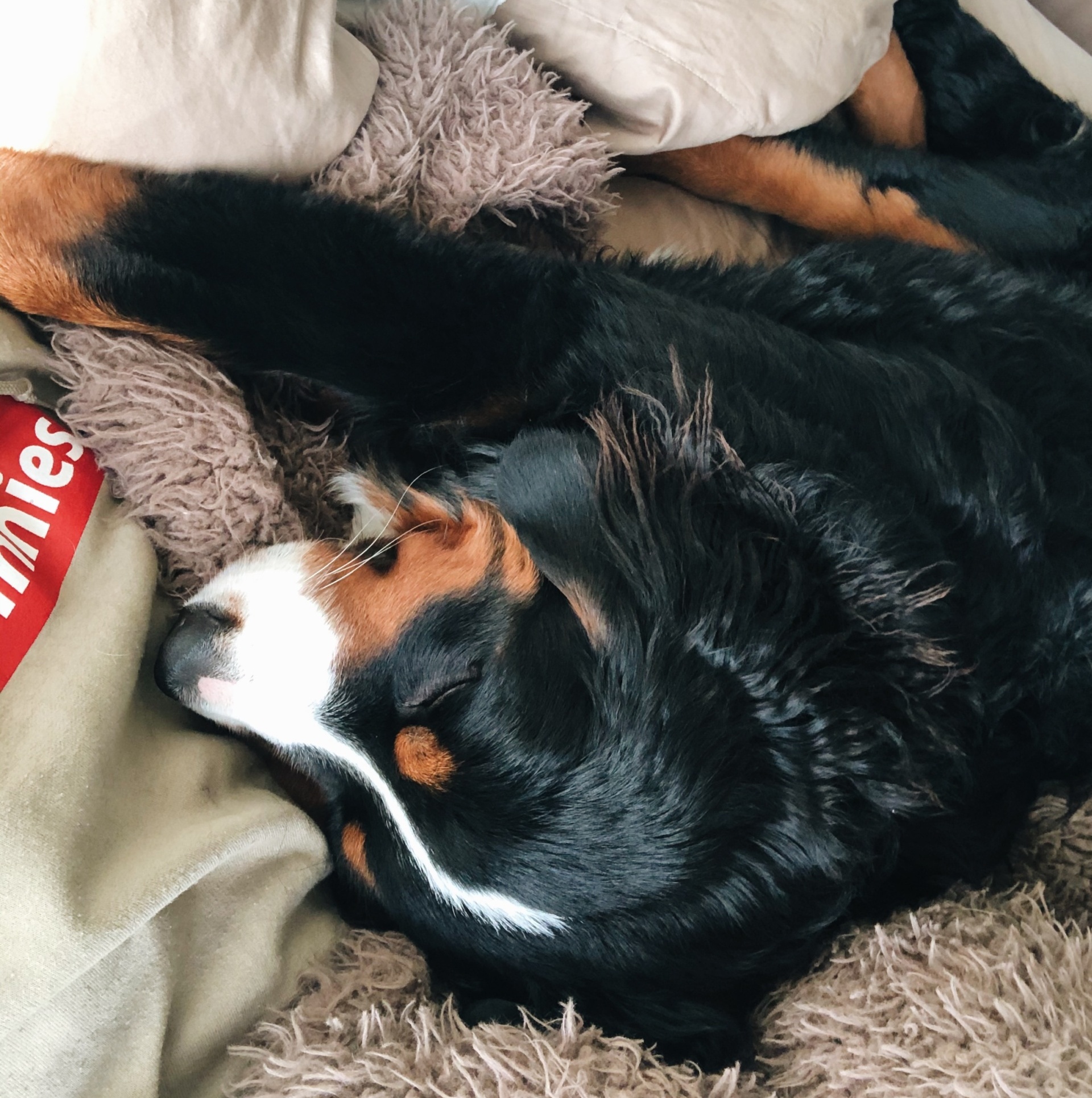 bernese mountain dog snuggle during covid